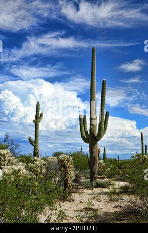 Saguaro Cactus cereus giganteus in der Wüste von Arizona Sonora Stockfoto