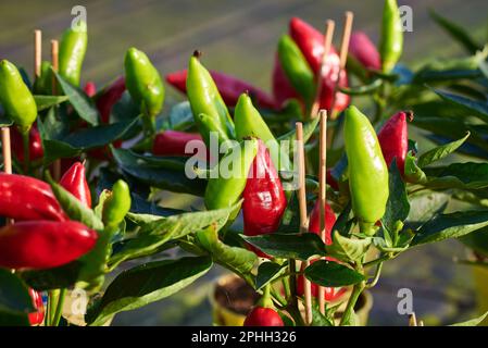 Paprika, Paprika oder Paprika Stockfoto