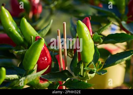 Paprika, Paprika oder Paprika Stockfoto