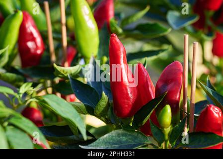 Paprika, Paprika oder Paprika Stockfoto