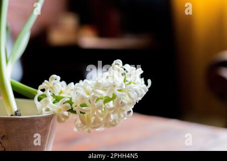 Wunderschöne weiße, blühende, bulbusförmige Hyazinthen in Keramiktöpfen stehen auf einem hellen Tisch vor einem gemütlichen Raum im Hintergrund. Frühlingsstimmung. Unscharfer Hintergrund Stockfoto