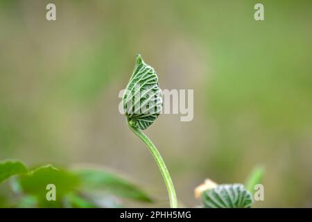 Berühmte Blumen von Bangladesch Stockfoto