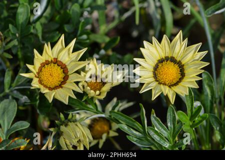 Berühmte Blumen von Bangladesch Stockfoto