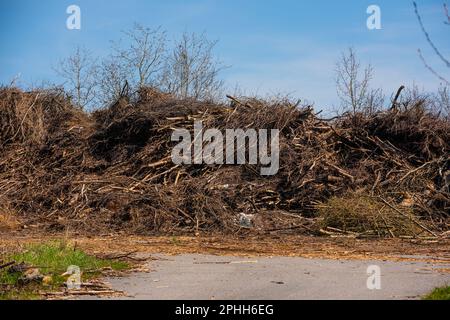 Ein großer Zweighaufen wird bald aus Holzschnitzeln bestehen Stockfoto