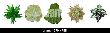 Set aus verschiedenen Hauspflanzen, Draufsicht. Stock Vektor