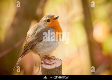 Europäischer Rotkehlchen-Vogel auf einem Ast (Erithacus Rubecula) Stockfoto