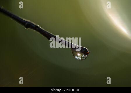 Ein Tropfen Regenwasser in den Wäldern, das Sonnenlicht durch die Bäume einfängt, eine Makrofotografie des Feuchtigkeitstropfens aus nächster Nähe Stockfoto