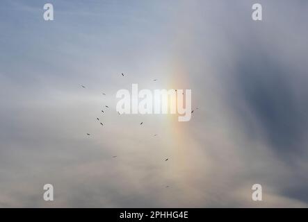 Vögel am Himmel, die sich dem Farbspektrum eines Sonnenhundes stellen, Teil eines Heiligenscheins um die Sonne, 22 Grad nach links. Verursacht durch Lichtbrechung Stockfoto