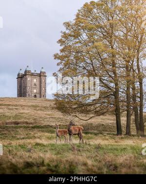 Hirsch und Reh in der Käfighütte im Lyme Park. Rotes Hirsch an Bäumen in der Springsaison im Herbst, Cheshire am Rande des Peak District Stockfoto