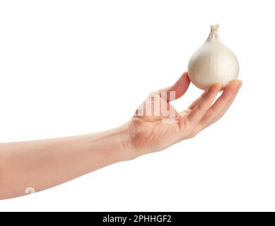 Weiße Zwiebel im Handweg isoliert auf weiß Stockfoto