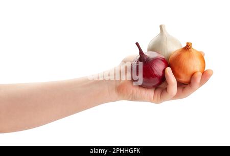 Bunte Zwiebeln im Handweg isoliert auf Weiß Stockfoto