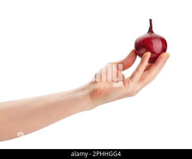 Rote Zwiebel im Handweg isoliert auf weiß Stockfoto