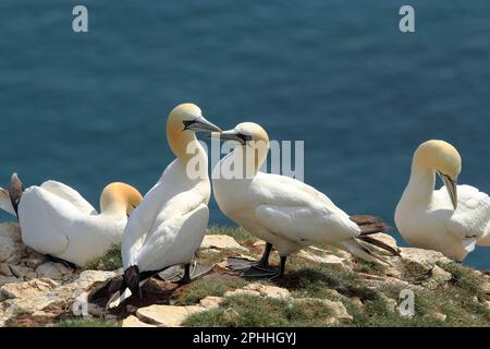 Vier Nördliche Gannets (Morus bassanus), die auf einer Klippe mit dem Meer unten ruhen Stockfoto