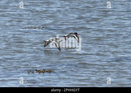 Zwei Austernfänger (Haematopus ostralegus) von oben gesehen, die tief über dem Meer fliegen Stockfoto