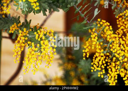 Mimosablüten blühen in den Frühlingsstraßen Stockfoto