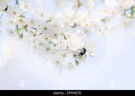 Große Hummel sammelt Nektar von weißen Blüten Kirschblüten. Wiederbelebung der Natur. Ein harmonischer Frühlingshintergrund. Makro Stockfoto