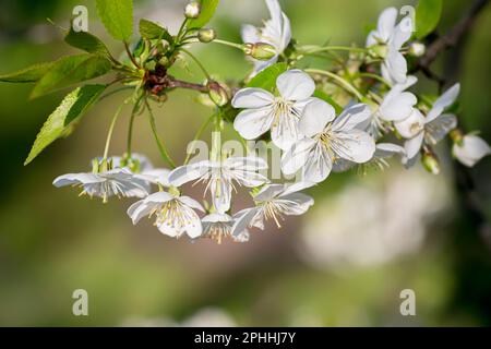 Blüten auf Kirschzweigen. Wiederbelebung der Natur. Schönheit und Reichtum des Planeten. Tag Der Erde. Der Frühling kommt. Frühlingshintergrund. Stockfoto