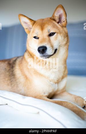 Shiba Inu Dog sitzt auf dem Bett Stockfoto