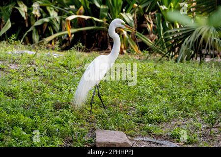 Ufervögel von St. Augustine, FL Stockfoto