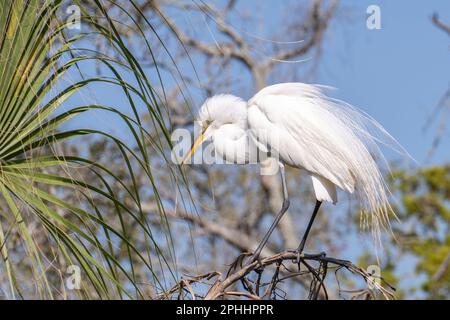 Ufervögel von St. Augustine, FL Stockfoto