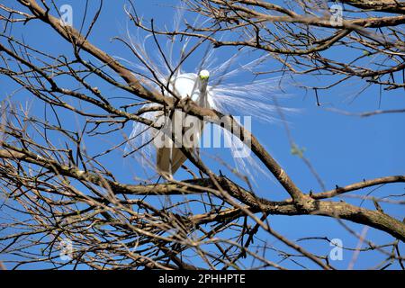 Ufervögel von St. Augustine, FL Stockfoto