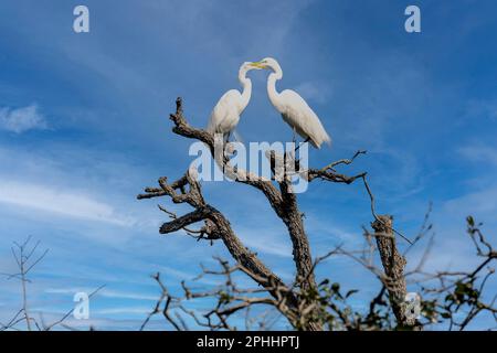 Ufervögel von St. Augustine, FL Stockfoto