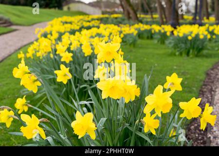 Narzissen in Spring England, Großbritannien Stockfoto