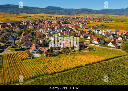 Die herbstliche Landschaft des Elsass mit den malerischen Dörfern Bennwihr und Riquewihr inmitten von Weinbergen, Terrassen und Hügeln, Alsac, aus der Vogelperspektive Stockfoto