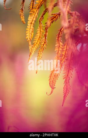Verwelkende Straußenfarnblätter, Herbstfarben im Garten. Stockfoto