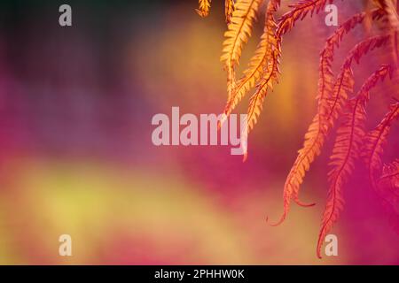 Verwelkende Straußenfarnblätter, Herbstfarben im Garten. Stockfoto
