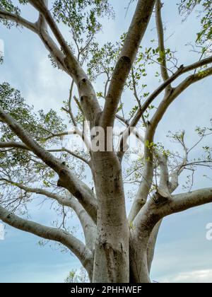 Banyan-Baum-Show aus tiefem Winkel Stockfoto