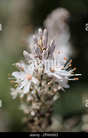 Flora von Gran Canaria - Asphodelus ramosus, verzweigter Asphodel, blumiger Hintergrund Stockfoto