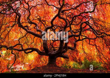 Ein japanischer Ahorn zeigt Herbstfarben. Kubota Garden, Seattle, Washington Stockfoto