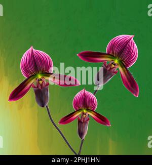 Wunderschöne und seltene Frauenschuhorchidee (paphiopedilum) mit grünem Hintergrund Stockfoto