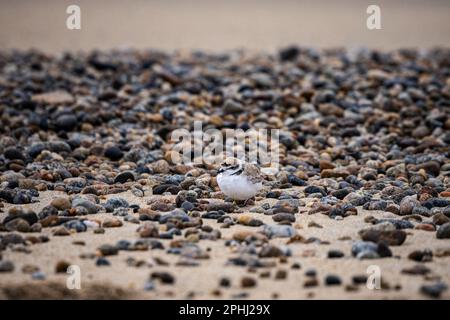 Charadrius nivosus ist ein westlicher Schneepferd mit Beinbändern am Carmel River Beach in Kalifornien Stockfoto