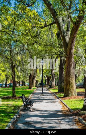 Wragg Mall Park mit alten Eichen und spanischem Moos im Zentrum von Charleston, South Carolina, USA. Stockfoto