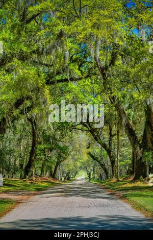 Straße zur Drayton Hall Plantage in der Nähe von Charleston, South Carolina, USA. Stockfoto