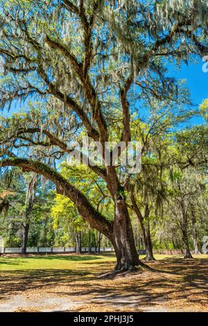 Eiche mit spanischem Moss am Middleton Place bei Charleston, South Carolina, USA. Stockfoto