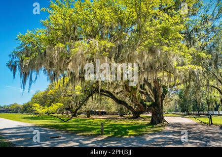 Eiche mit spanischem Moss am Middleton Place bei Charleston, South Carolina, USA. Stockfoto