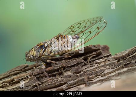 Nahaufnahme von Cicada orni auf Stamm Cicala (Cicada orni). Punta Giglio, Parco Regional Porto Conte Capo CacciaAlghero, Sardinien. Stockfoto