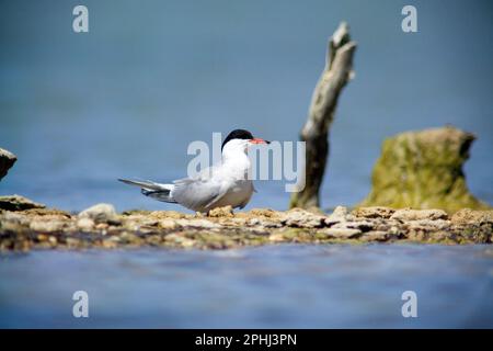 Common Tern, sterna Comune, Stintino, Sardinien, Italien Stockfoto