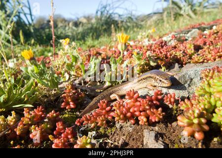 Gongilo o tiligugu (Chalcides ocellatus). Endemico di Sardegna e Sicilia. Okellierte Skink. Alghero, Sardegna, Italia. Stockfoto