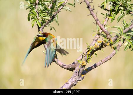 Gruccione, Merops apiaster, Berchidda (Olbia) Sardegna. Italia Stockfoto