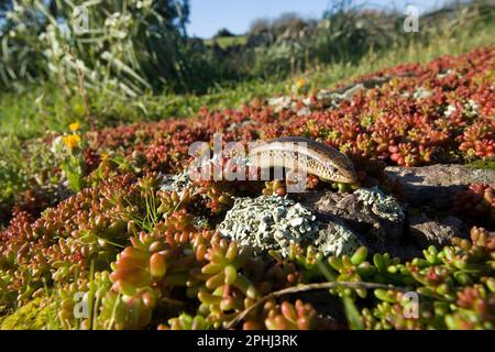 Okellierte Skink Gongilo o o tiligugu (Chalcides ocellatus). Endemico di Sardegna e Sicilia. . Alghero, Sardegna, Italia. Stockfoto