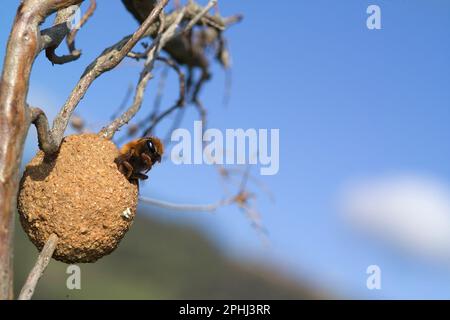 Nahaufnahme einer aufstrebenden weiblichen Schleimbiene, ChalicodomaApe solitaria che emerge dal nido. Chalicodoma sp. Stockfoto