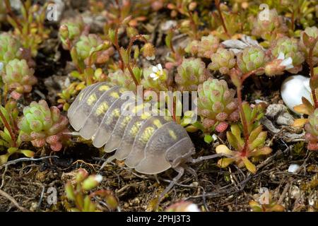 Artropode terrestre, Isopode Armadillidium sp. Stockfoto