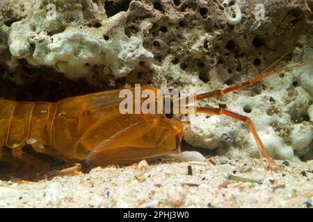 Gambero Mantide, Mantis Shrimp (Rissoides desmaresti). Mediterraneo. Golfo dell'Asinara. Sardegna. Italia Stockfoto