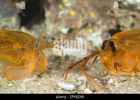 Gambero Mantide, Mantis Shrimp (Rissoides desmaresti). Mediterraneo. Golfo dell'Asinara. Sardegna. Italia Stockfoto