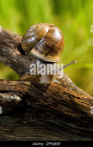 Land Snail Chiocciola (Eobania vermiculata). Commestibile. Sassari, Sardegna. Italia Stockfoto