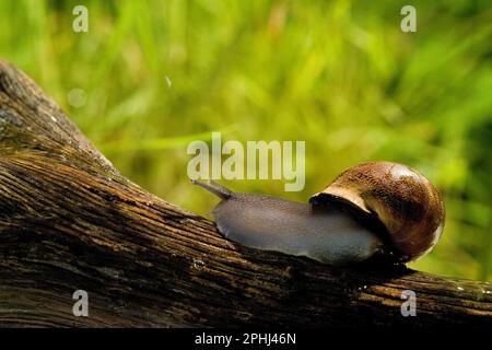 Land Snail Chiocciola (Eobania vermiculata). Commestibile. Sassari, Sardegna. Italia Stockfoto